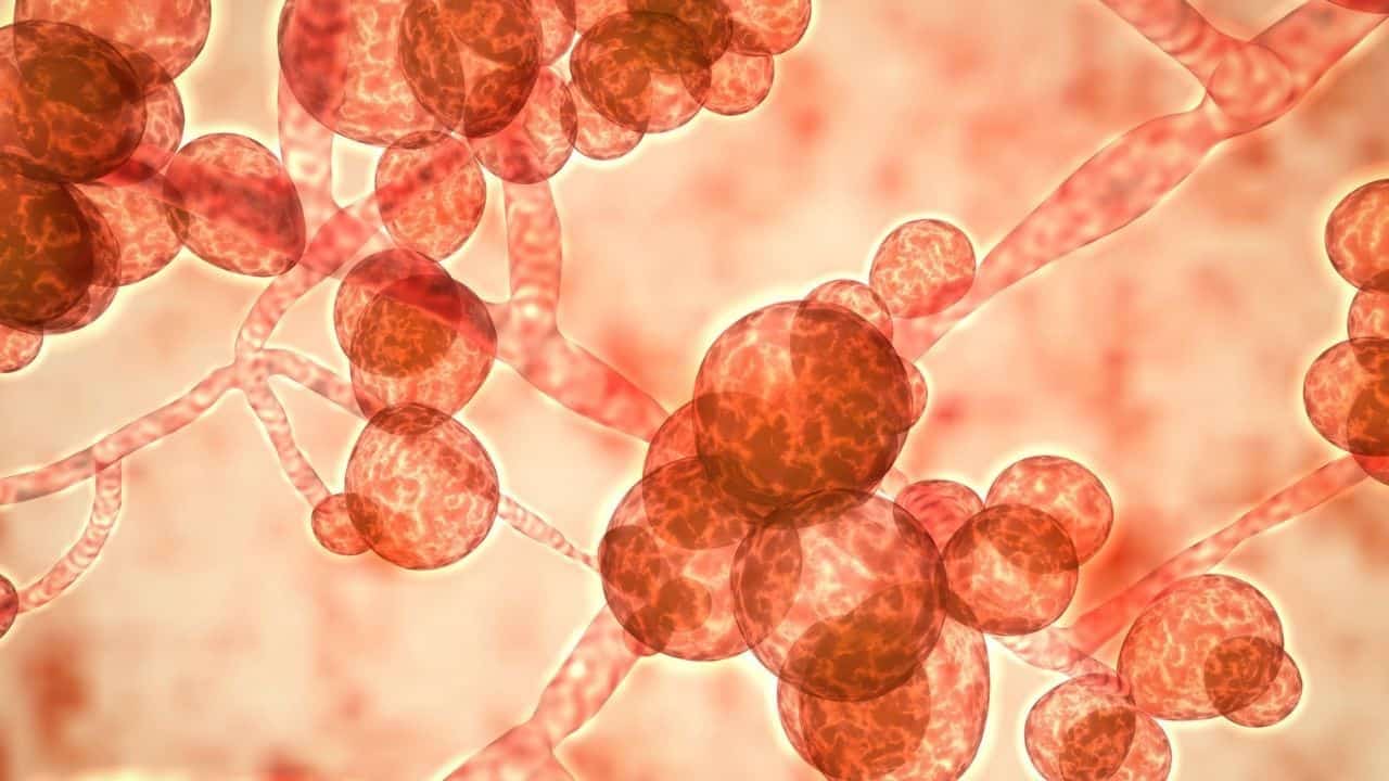 Candida’s Connection to Anxiety and Depression