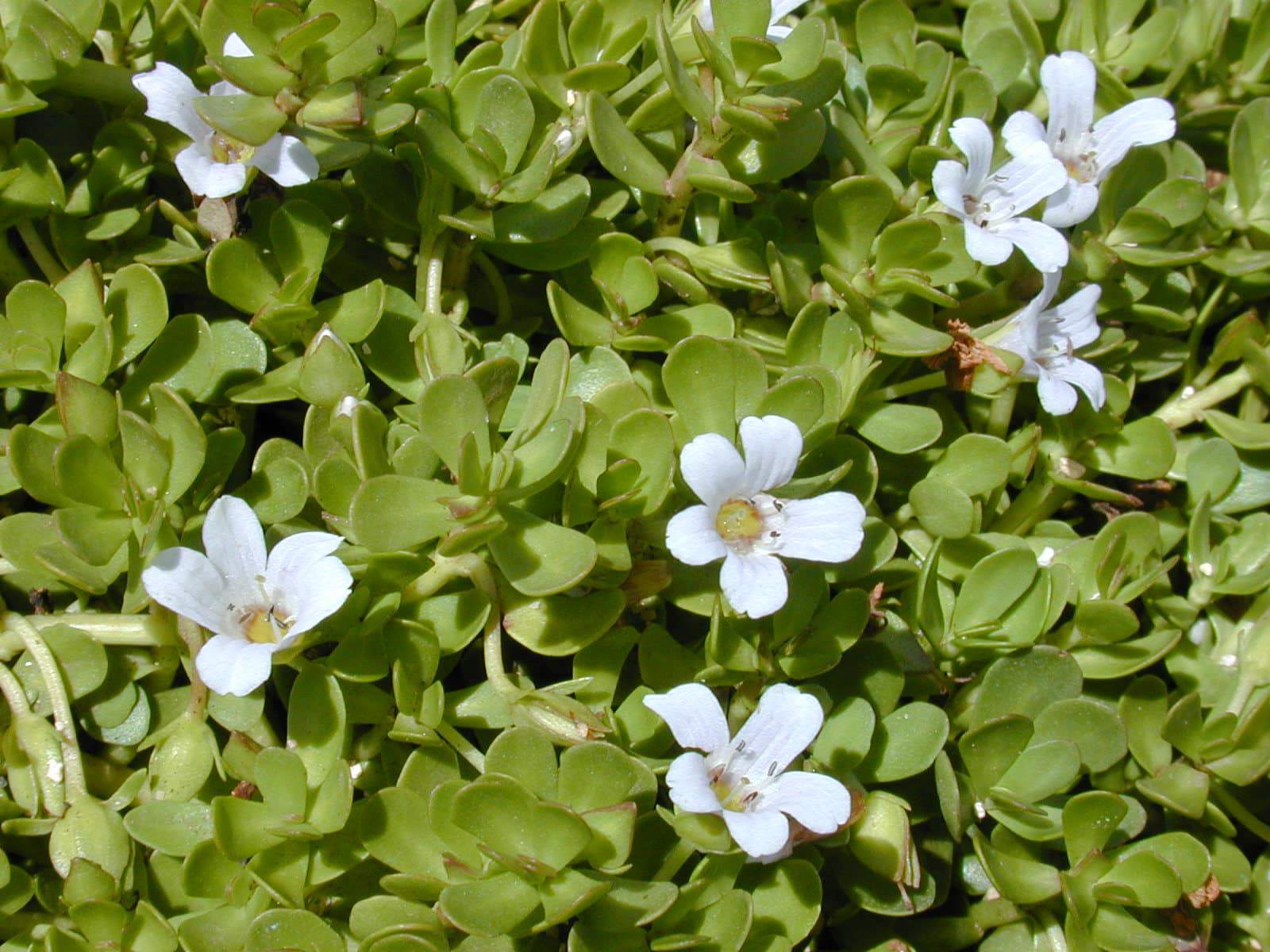 bacopa monnieri,bacopa monnieri amazon,bacopa monnieri dosage,bacopa monnieri be
