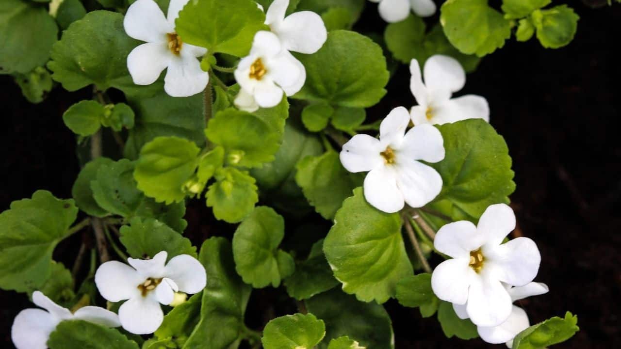 The Best Herbs For Adrenal Fatigue