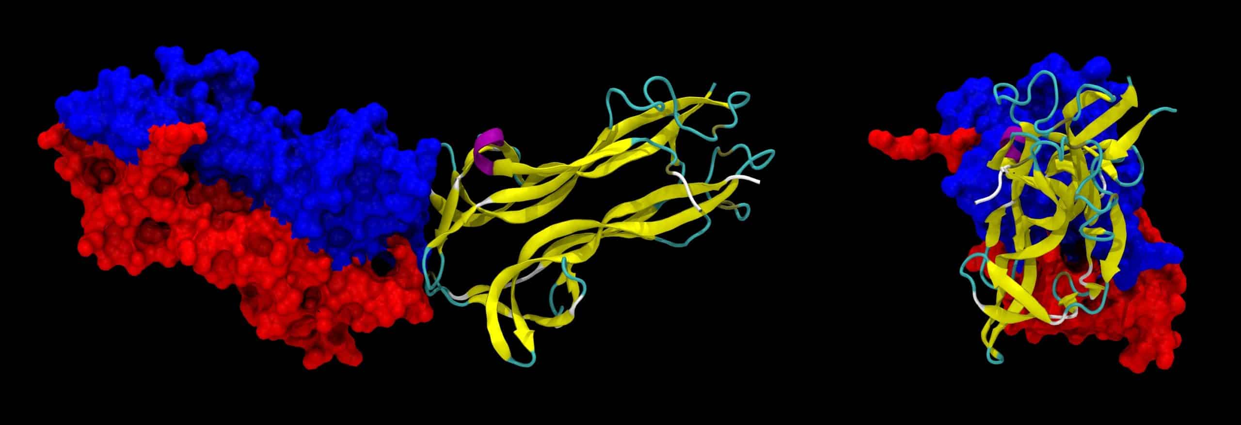What Is The Role Of BDNF (Brain Derived Neurotrophic Factor) In The Brain?
