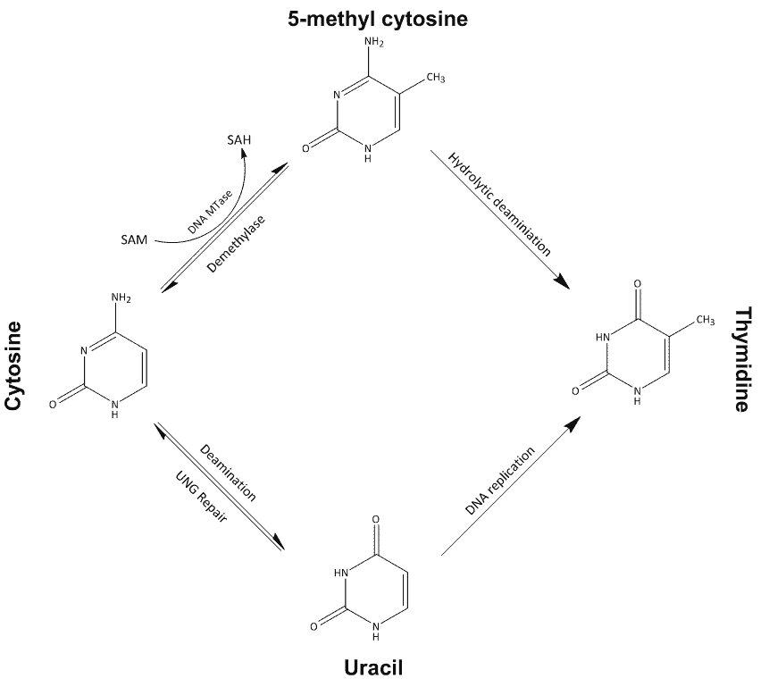 nootropics and dna methylation