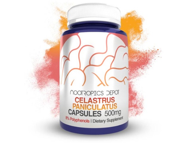 Celastrus Paniculatus Extract Capsules | 500mg by Nootropics Depot