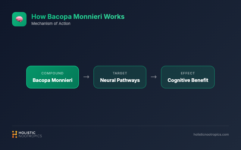 how Bacopa Monnieri works in the brain - mechanism diagram showing acetylcholine, serotonin, BDNF, and GABA pathways