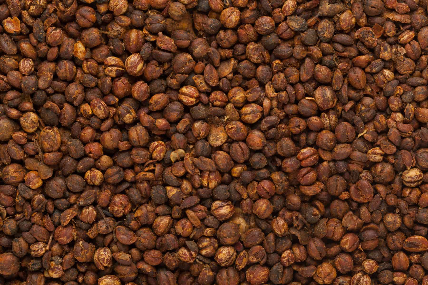 Celastrus paniculatus